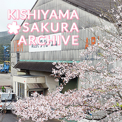 KISHIYAMA SAKURA ARCHIVES